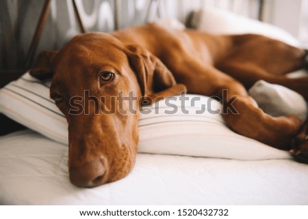 Portrait of hunting dog lying on bed