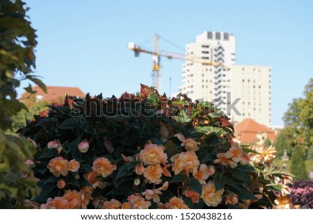 Light Orange Color Begonia Flowers on The Street. Modern House and Construction Zone in The Background. Autumn in Germany.