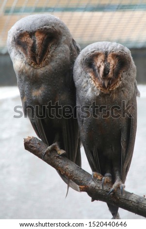 Barn owl (Tyto alba) two animals sitting on branch