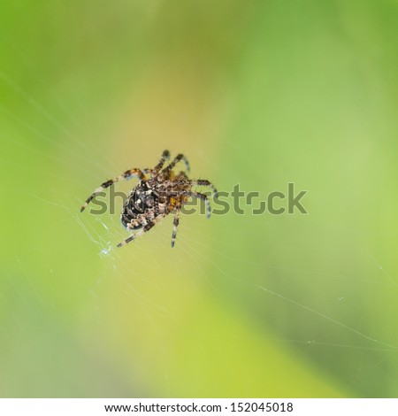 A macro shot of a garden spider against a green background.