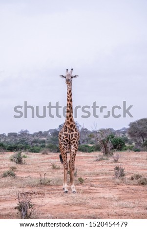 High Giraffe front view in Savannah, Tsavo East Kenyan safari park, wild and free giraffe. Color correction by Gabanelli Graphic.