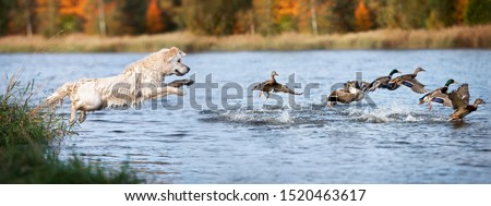 golden retriever dog jumping into water hunting ducks Royalty-Free Stock Photo #1520463617