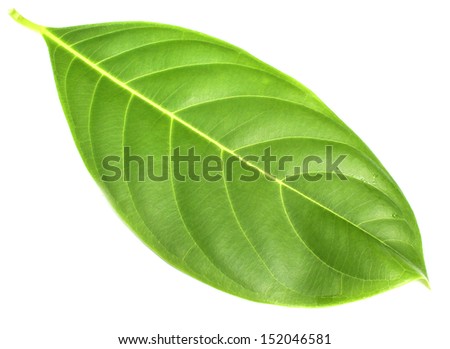 Herbal decorative leaves