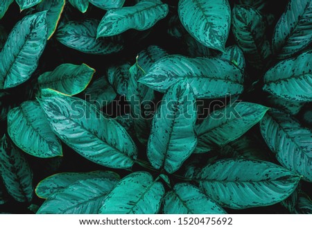 abstract green leaf texture, nature 
dark tone background, tropical leaf