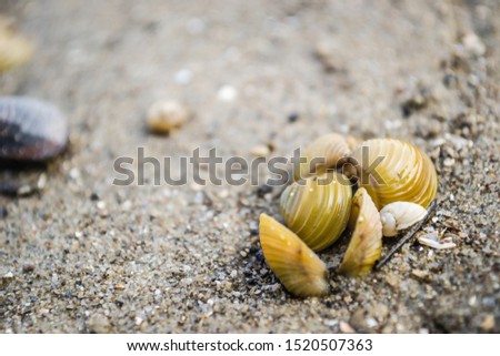 Shells on the shores of the Danube River.
