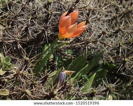 Endemic red tulips on mountain. Beautiful tulip flower in the garden at summer day.