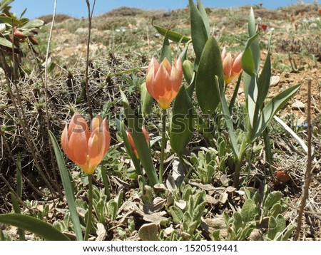 Endemic red tulips on mountain. Beautiful tulip flower in the garden at summer day.