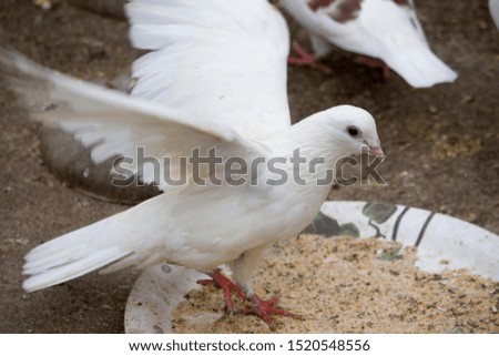 A Racing breed of domestic pigeon that has been selectively bred for more speed and enhanced homing instinct for the sport of pigeon racing