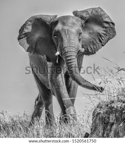 Family of Elephants crossing the Chobe River