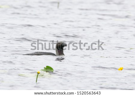 Arctic Loon or The black throated diver - Gavia Arctica with his pullis on a lake in Finland