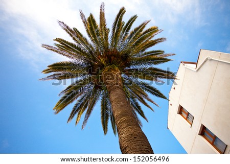 palm tree on a background of sky and white building in the Mediterranean town