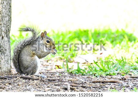 squirrel eating nut, squirrel background