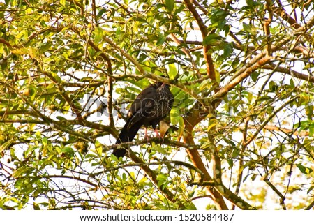 bird of prey, photo as a background ,taken in Arenal Volcano lake park in Costa rica central america
