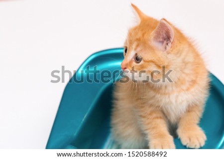 A little funny kitten is sitting in a blue bag.