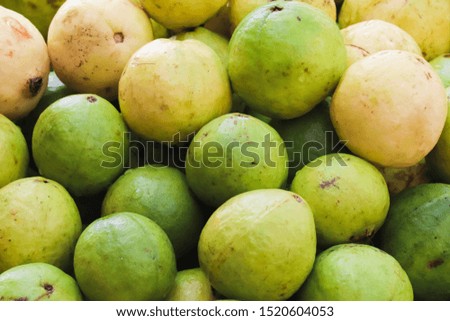 Guavas Fruit Fresh From Farm