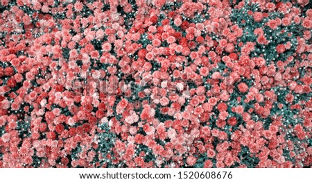 Red flower. Flower in garden at sunny summer or spring day. Flower for postcard beauty decoration and agriculture concept design.pattern. copyspace