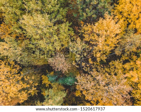 aerialphoto of coniferous and deciduous forests, pine, fir, fall. Northern landscape