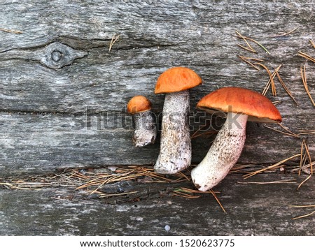 Fresh mushrooms on a wooden table. Three orange cap Boletus on a wooden background, family of aspen mushrooms