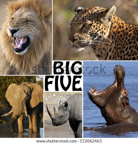 The Big Five - Lion, Elephant, Leopard, Hippopotamus and Rhinoceros. Royalty-Free Stock Photo #152062463