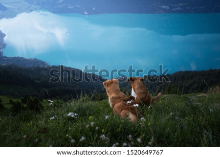 Two dogs enjoy scenic view on the top of mountains before sunrise. Hiking with dogs. Dogs that hike.
