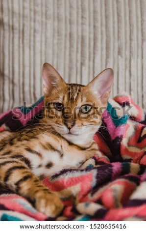 Cute Bengal kitten sleeping on a blanket