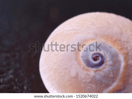 Extreme close up of a shark eye seashell on a dark blue background