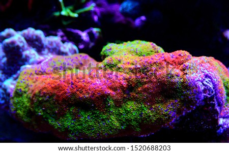Rainbow Montipora SPS coral.
Macro polyps - rare and very beautiful sps coral.