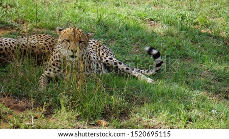 Cheetahs in the Savannah in the Masai Mara National Park in Kenya
