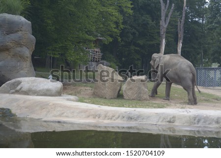 The biggest land animals elephant.