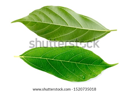 Fresh green leaves on white backgrounds.