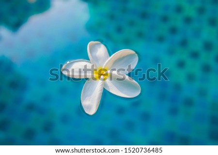 close up White flower floating on the water surface