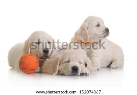 small one-month cute golden retriever puppy,  on white background 