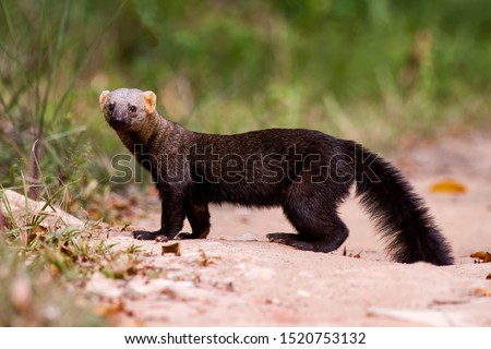 Tayra photographed in Sooretama Biological Reserve in Linhares, Espirito Santo, Brazil. Picture made in 2013.