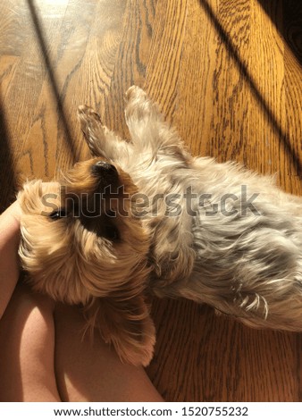 picture of dog in bright light