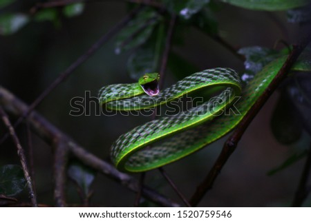 The Green Vine Snake from India