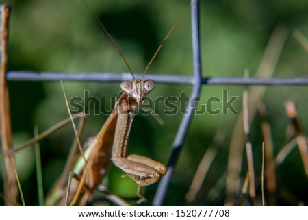 Praying Mantis in the garden Royalty-Free Stock Photo #1520777708
