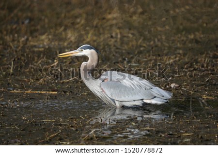 Great blue heron looking for food
 Royalty-Free Stock Photo #1520778872