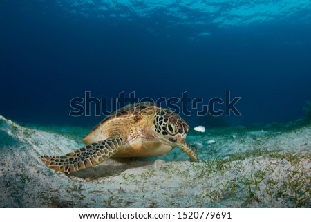 Green Sea Turtle underwater photo