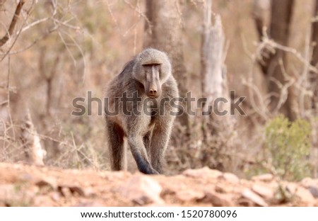 Big baboon eating close to waterhole