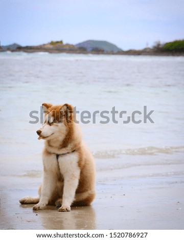 Siberian husky sit on the beach