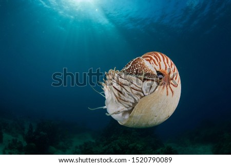 Nautilus pompilius at shallow water Royalty-Free Stock Photo #1520790089