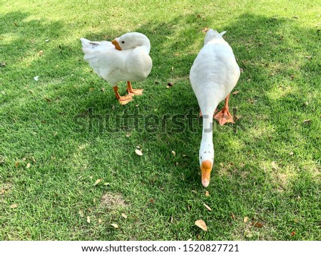 Two geese on the green field