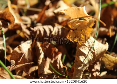 Yellow leaves fall from the trees on a sunny and autumn day. Blurred background.