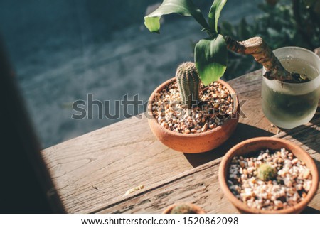 Beautiful green succulent on small clay pot. succulent house plants clay pot on wood surface,Beautiful cactus in the clay pot to enhance the beauty of home furniture