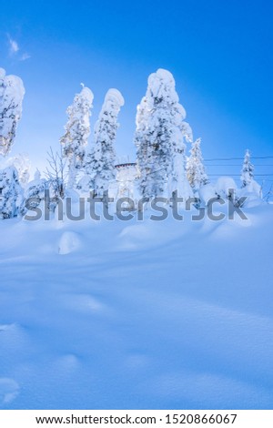 Majestic white spruces glowing by sunlight. Picturesque and gorgeous wintry scene. Alps ski resort. Blue toning. white wood covered with frost frosty landscape