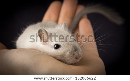Cute mouse pet on a palm. Pet gerbil of siamese color lies in human hand over black background