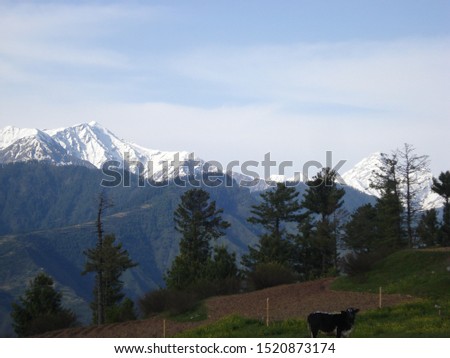View of mountains and pine trees in the northern tip of Pakistan. 