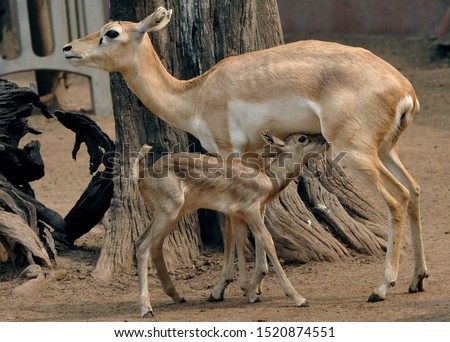 Beautiful White-tailed Deer or Odocoileus Virginianus. Mother Deer Feeding her Baby. National Zoological Park, New Delhi, India.