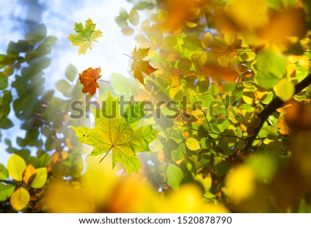 Autumn leaves on the sun and blurred trees.