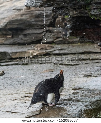 a rockhopper penguin standing under a natural fresh water shower
